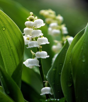 Cueillette du muguet : postulez dès maintenant !