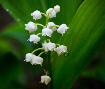 Muguet 2021 : c'est parti pour les recrutements !