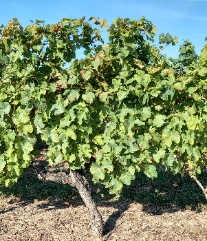 On recrute pour les vendanges !