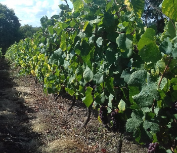 Ça recrute pour les vendanges 2021