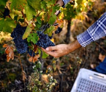 ça recrute pour les vendanges 2023 !